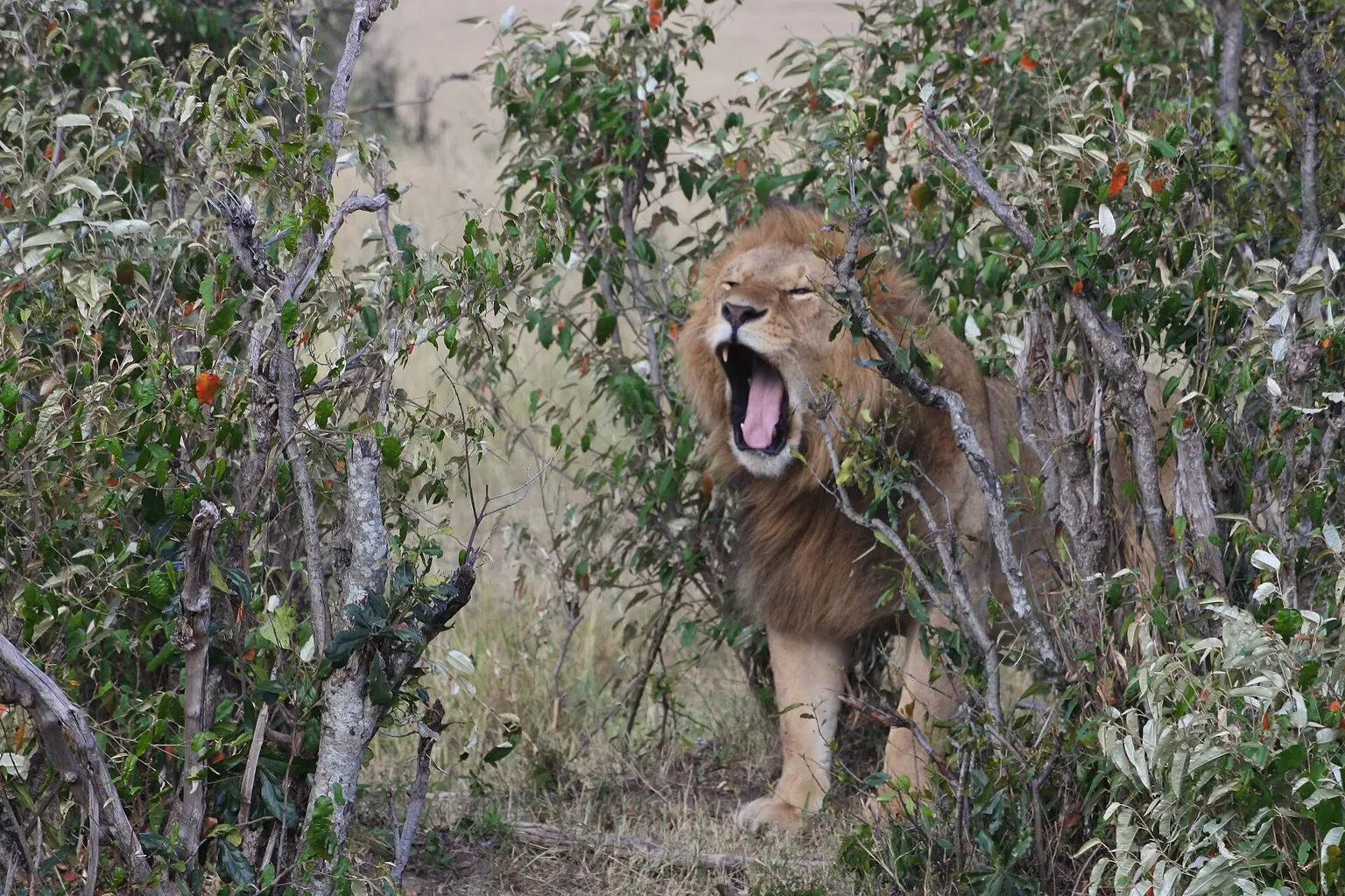 Найроби — Nairobi National Park