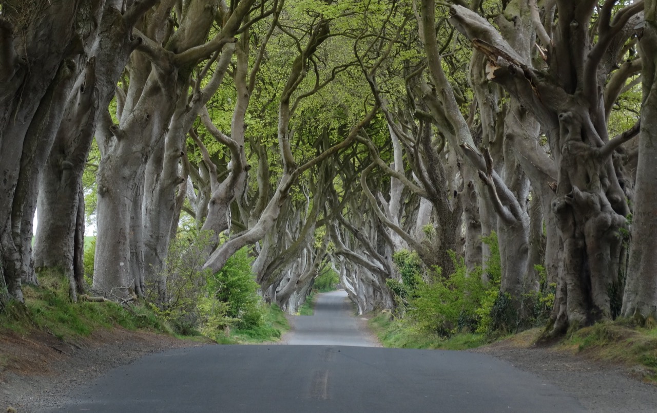 Тёмная аллея (Dark Hedges)