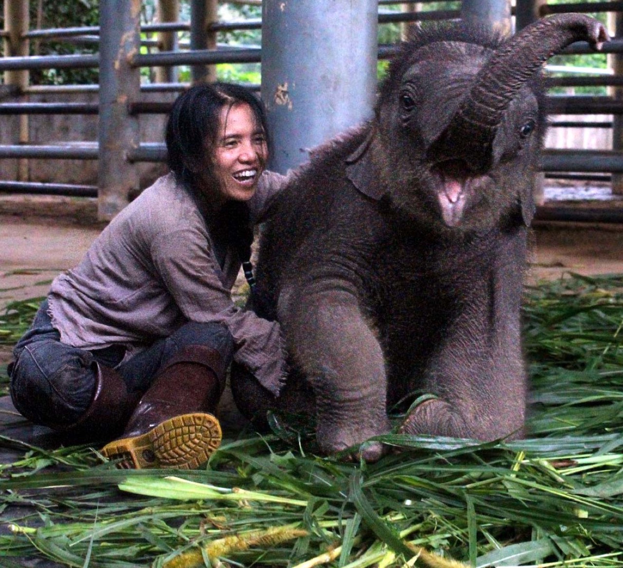 Слоновий заповедник Elephant Nature Park