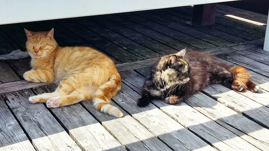 Кошки Зеленоградска